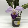 cattleya warneri var. caerulea-2